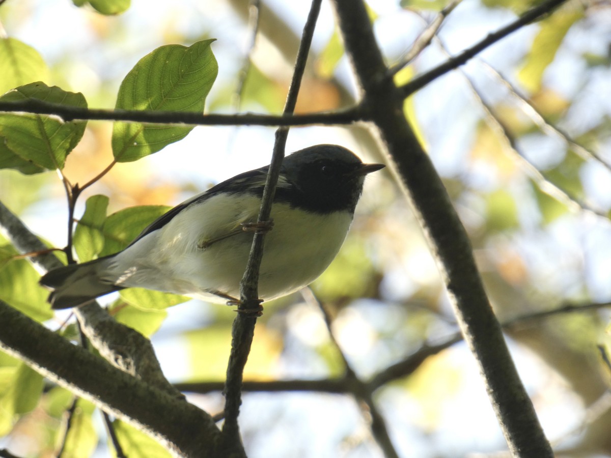 Black-throated Blue Warbler - ML609335657