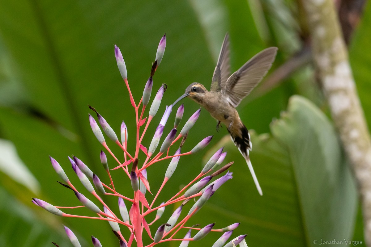 Мексиканский колибри-отшельник (griseoventer) - ML609335718