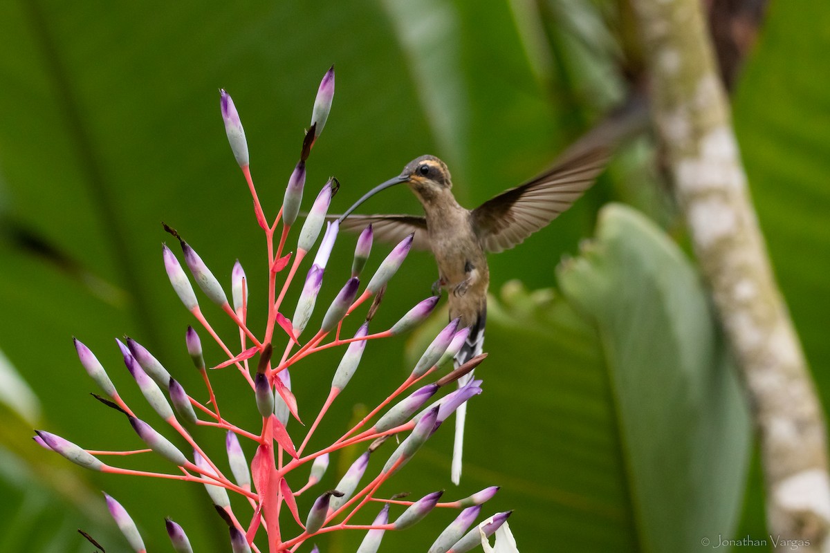 kolibřík západomexický (ssp. griseoventer) - ML609335720