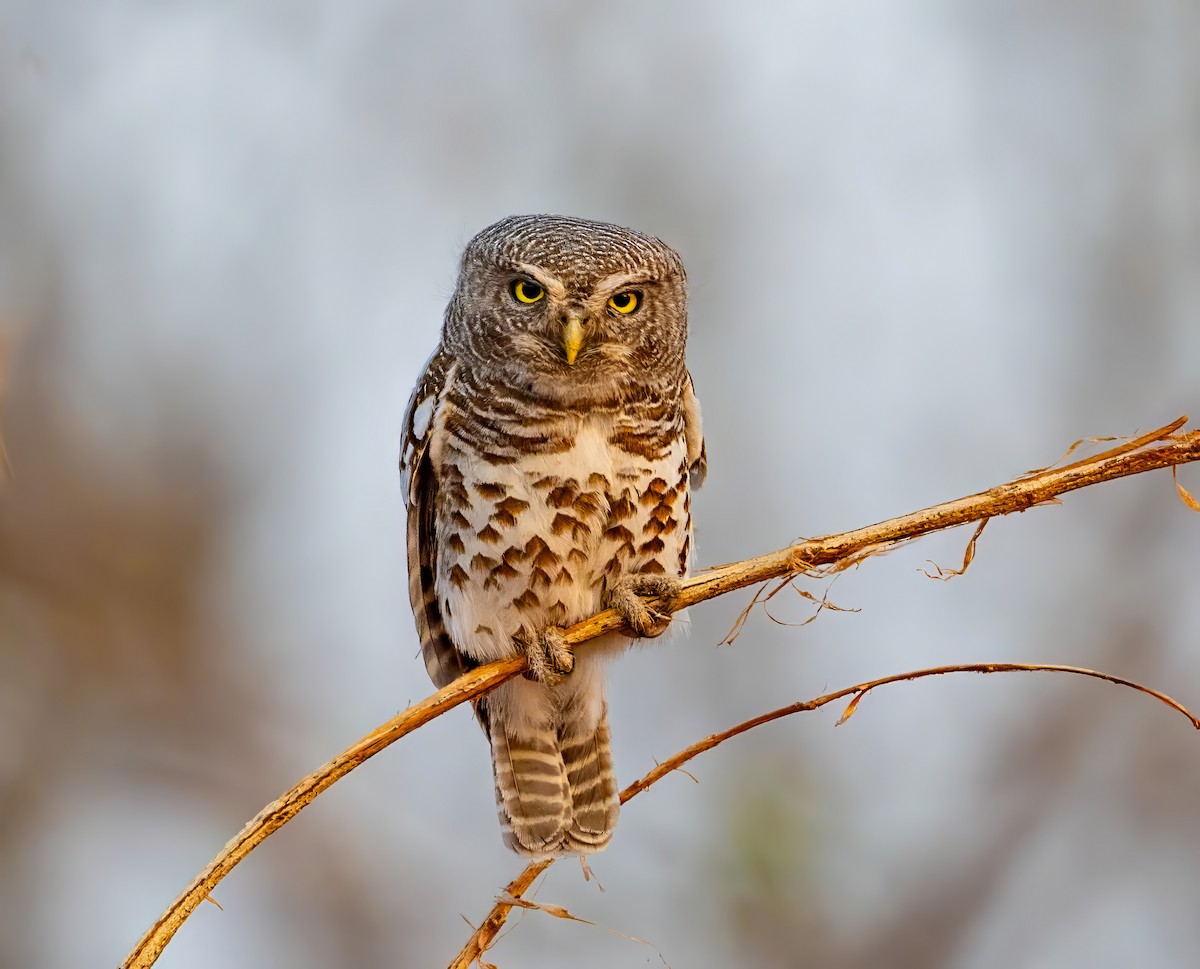 African Barred Owlet - ML609336041