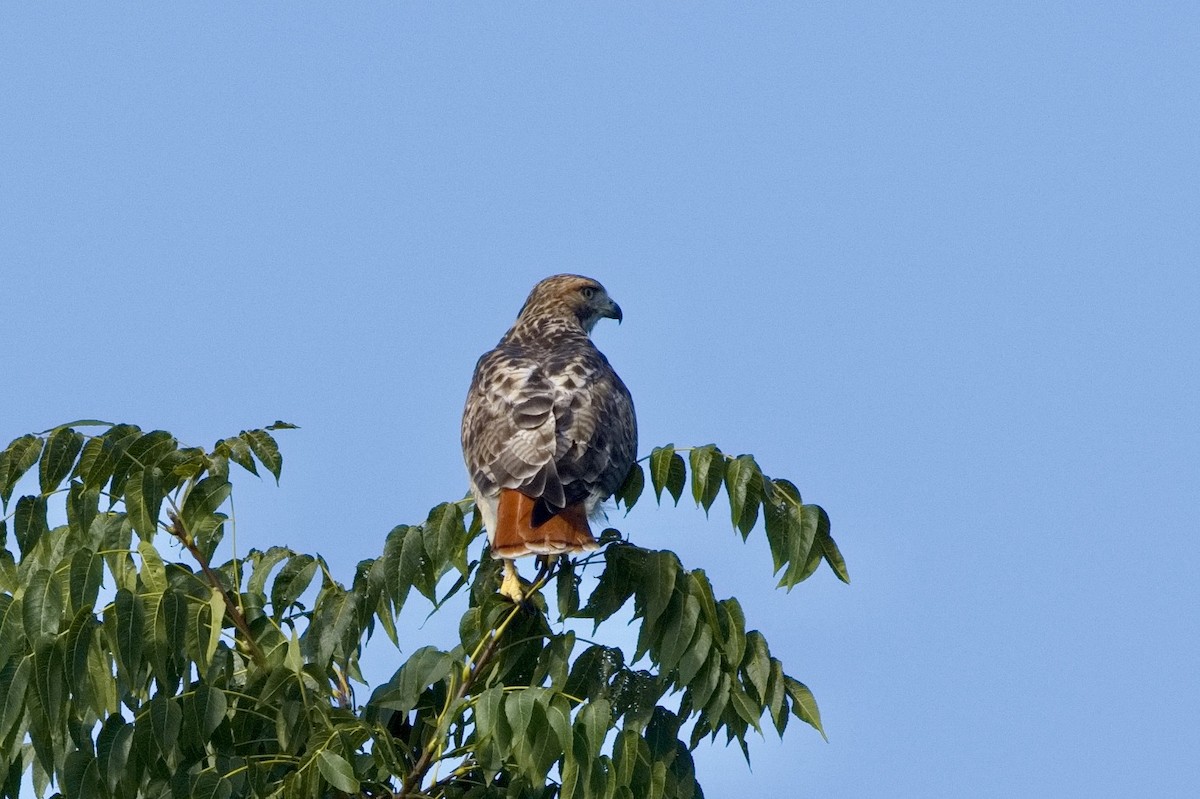 Red-tailed Hawk - ML609336143