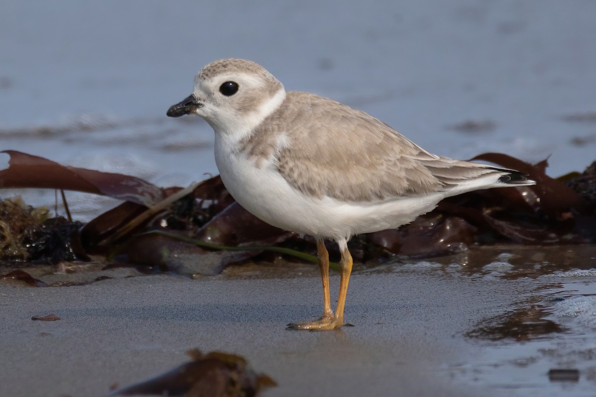 Piping Plover - ML609336361