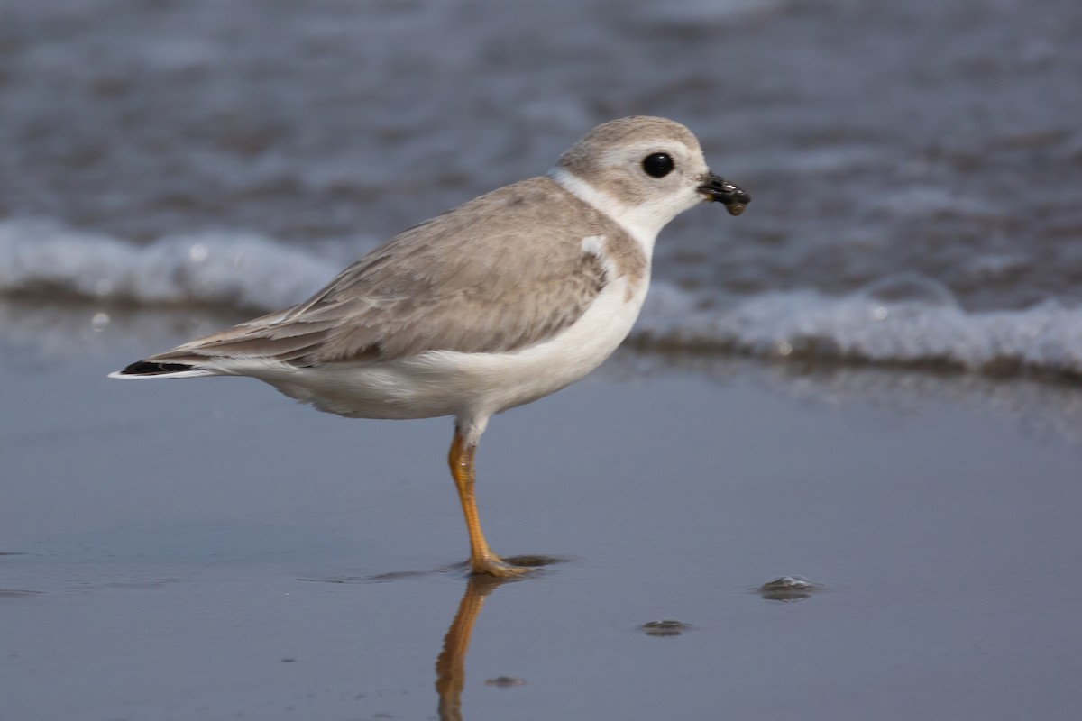 Piping Plover - ML609336366