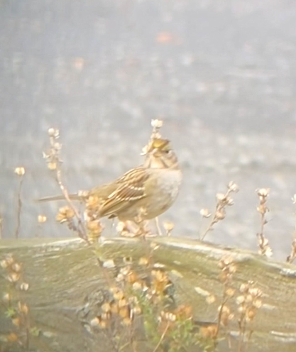 Golden-crowned Sparrow - ML609336520