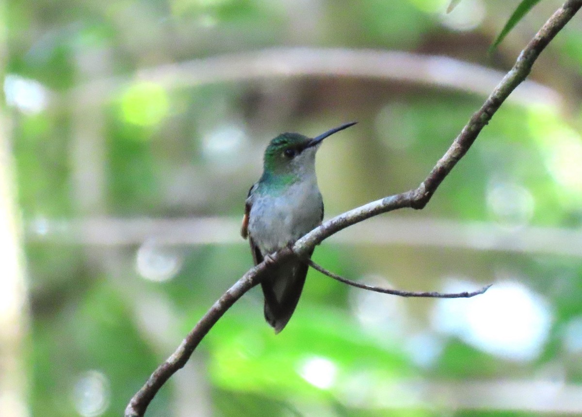 Stripe-tailed Hummingbird - ML609336619