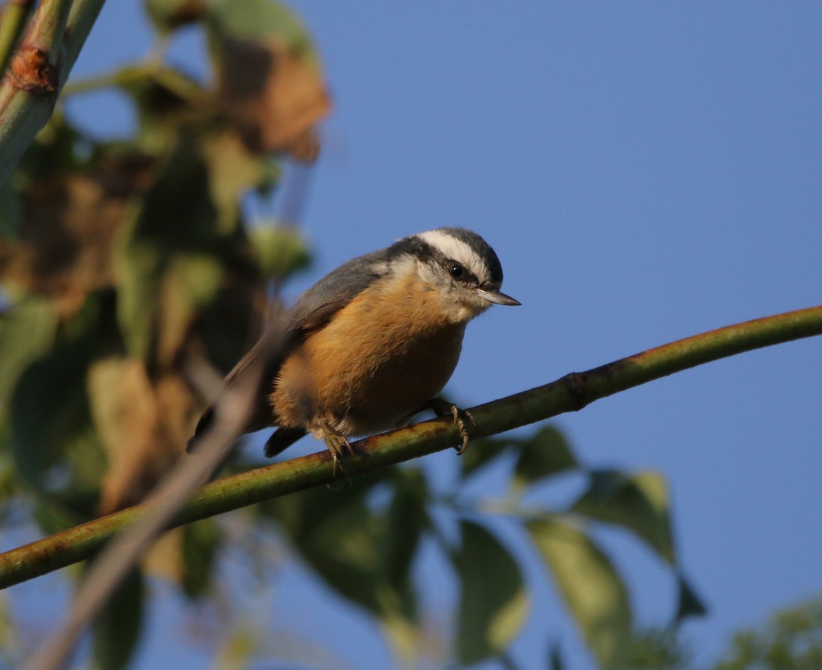 Red-breasted Nuthatch - ML609336650