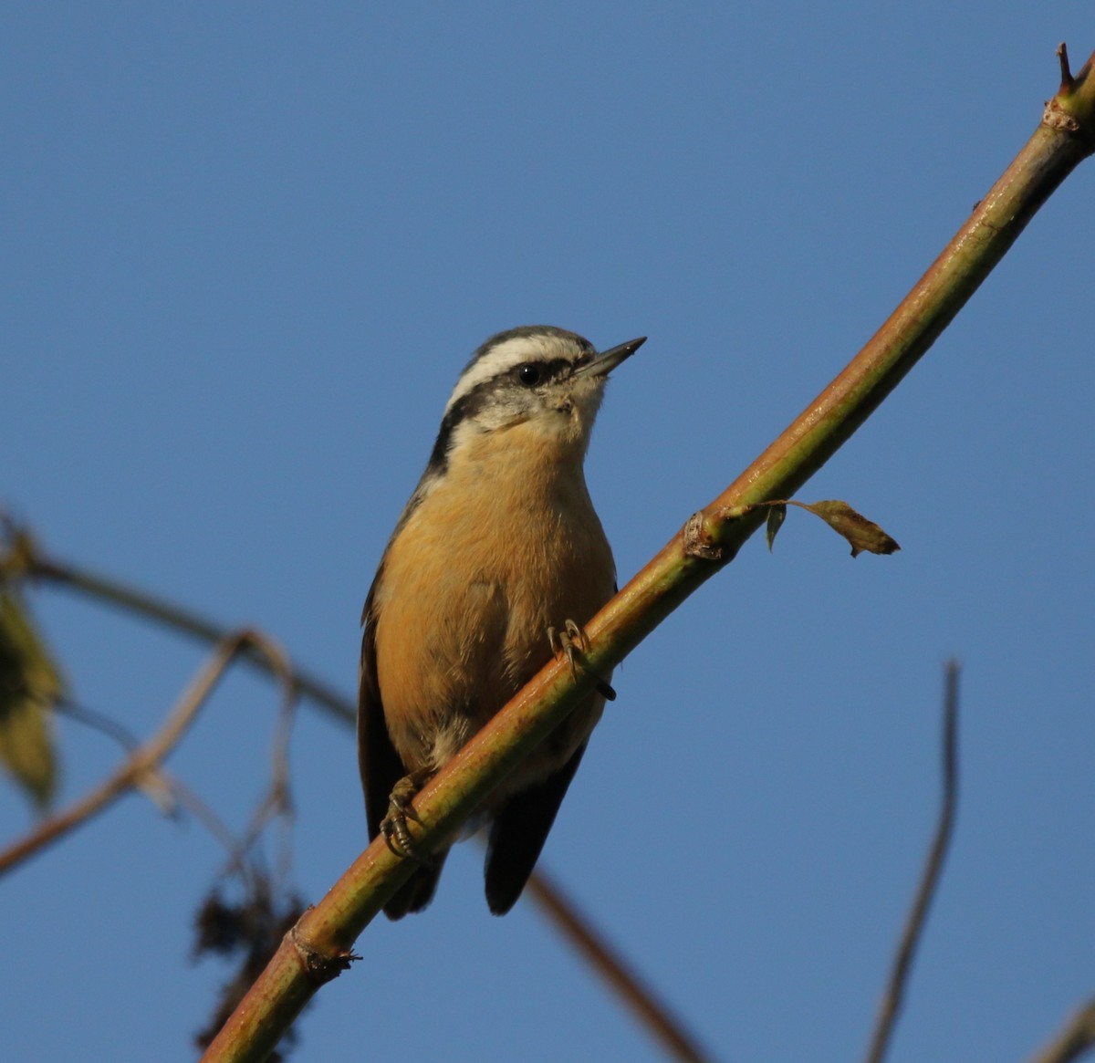 Red-breasted Nuthatch - ML609336653