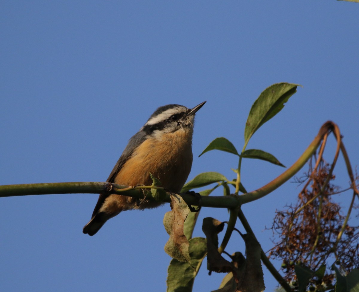 Red-breasted Nuthatch - ML609336655