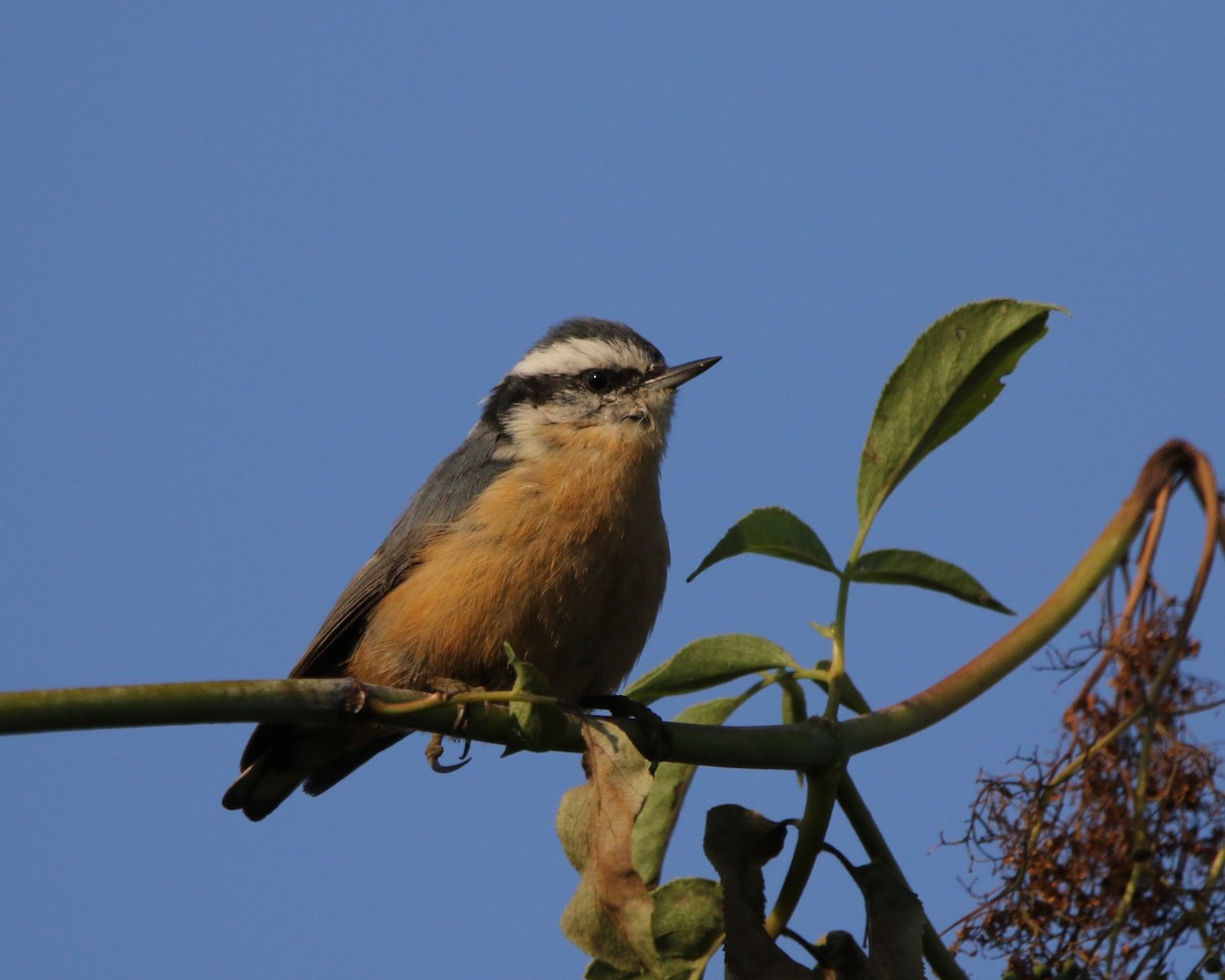 Red-breasted Nuthatch - ML609336656