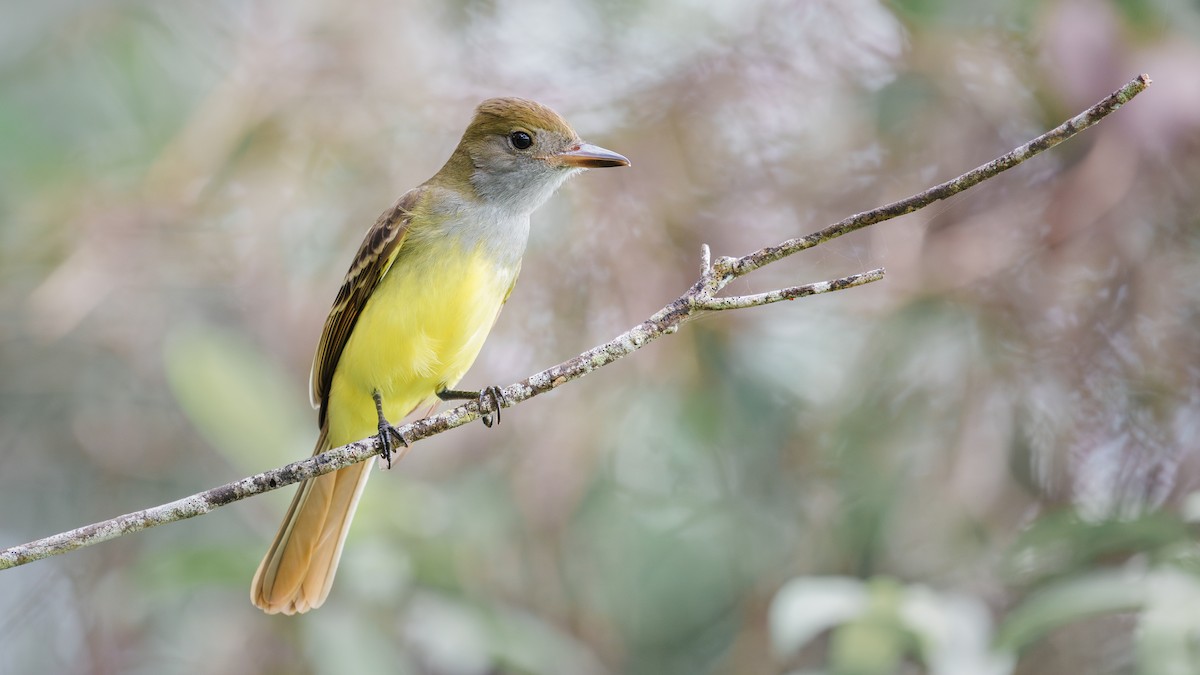 Great Crested Flycatcher - ML609336658
