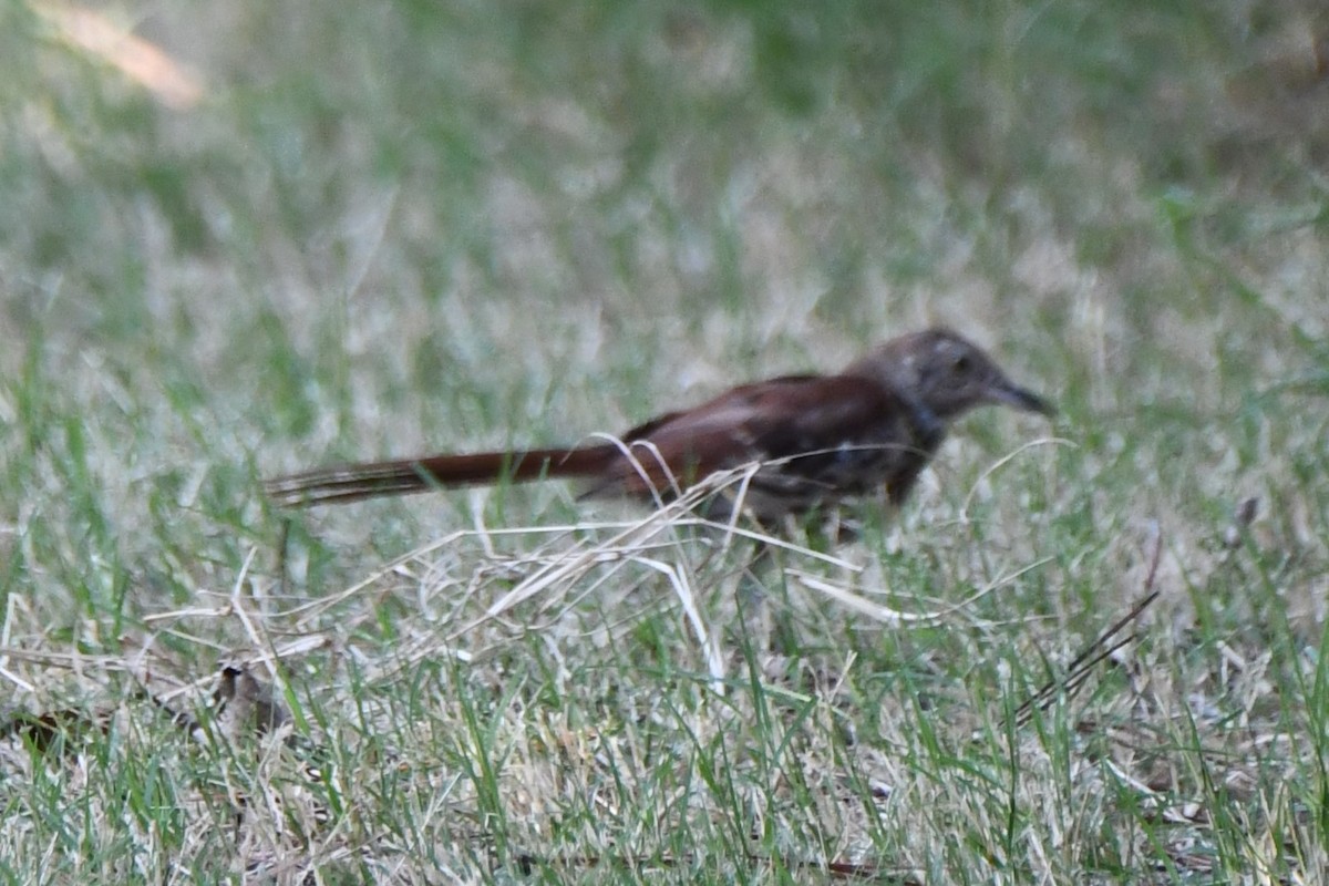 Brown Thrasher - ML609336936