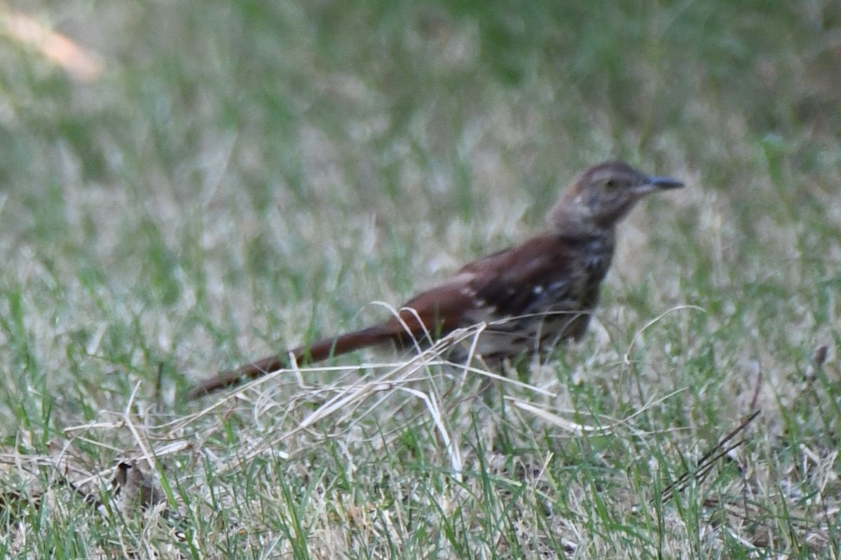 Brown Thrasher - ML609336937