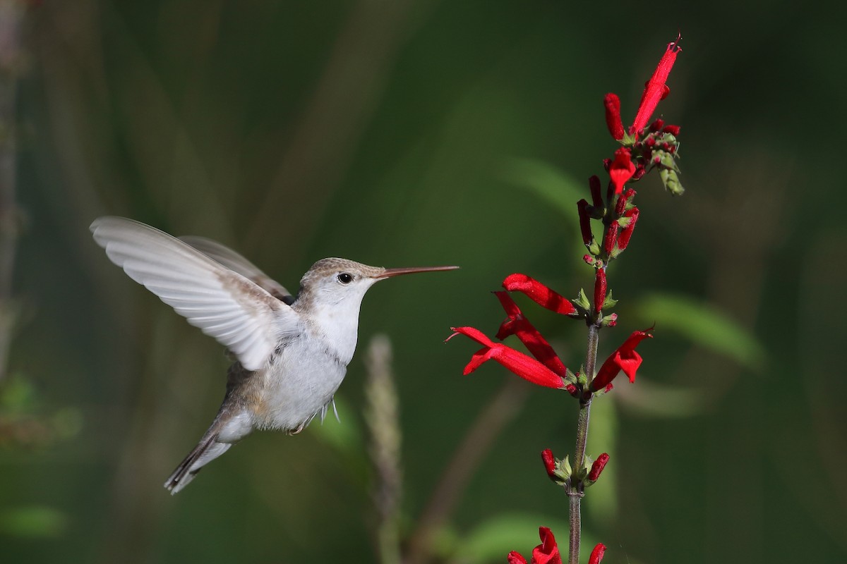 Ruby-throated Hummingbird - ML609337126