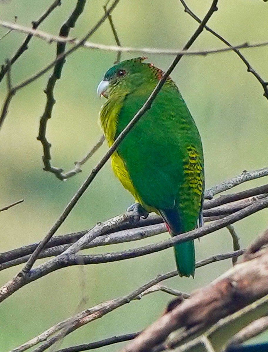 Папужець-бронзоголов зеленоволий - ML609337474
