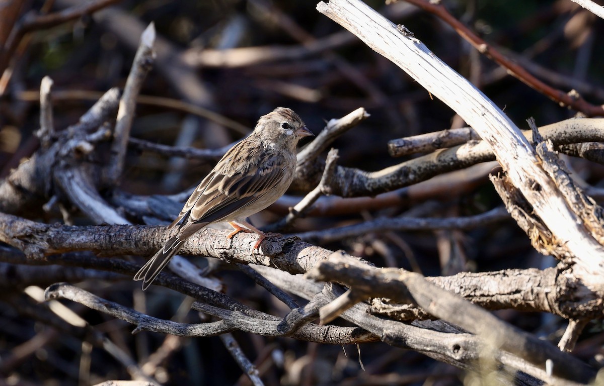 Chipping Sparrow - ML609337793
