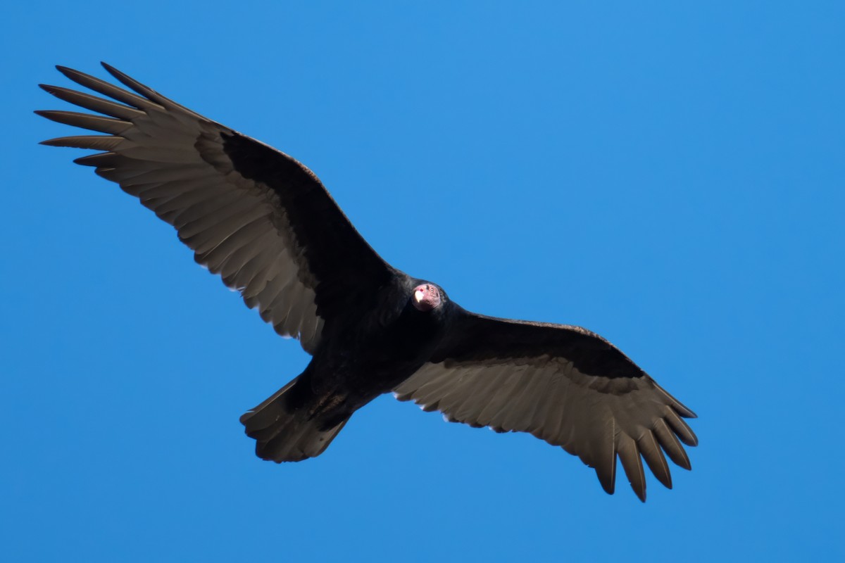 Turkey Vulture - ML609337819