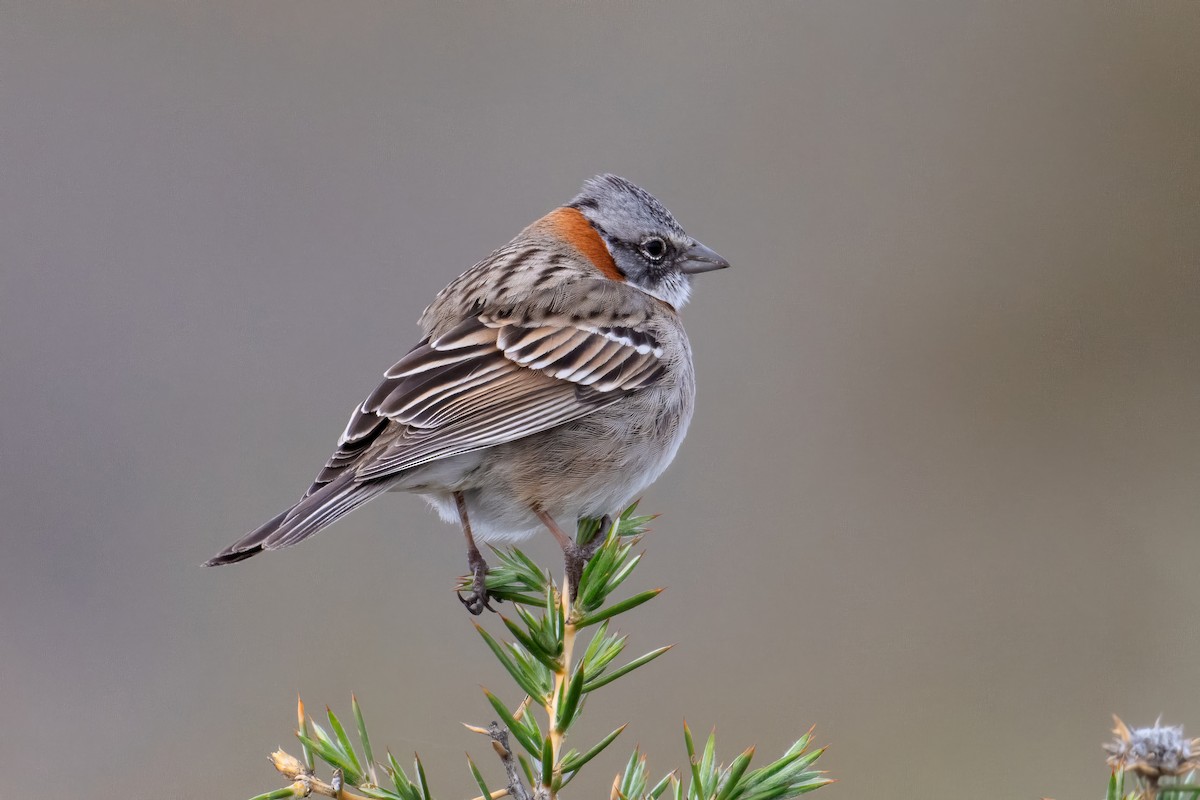 Rufous-collared Sparrow - ML609337838