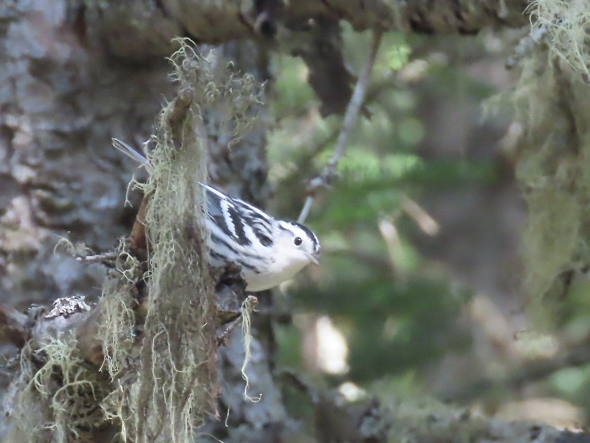 Black-and-white Warbler - ML609337910