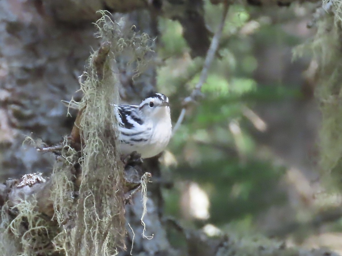 Black-and-white Warbler - ML609337911