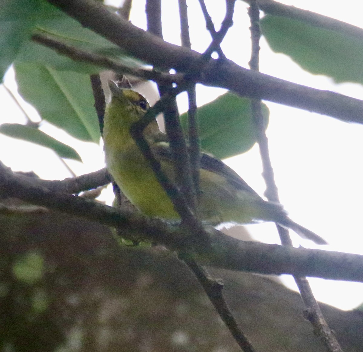 Thick-billed Vireo - ML609337984