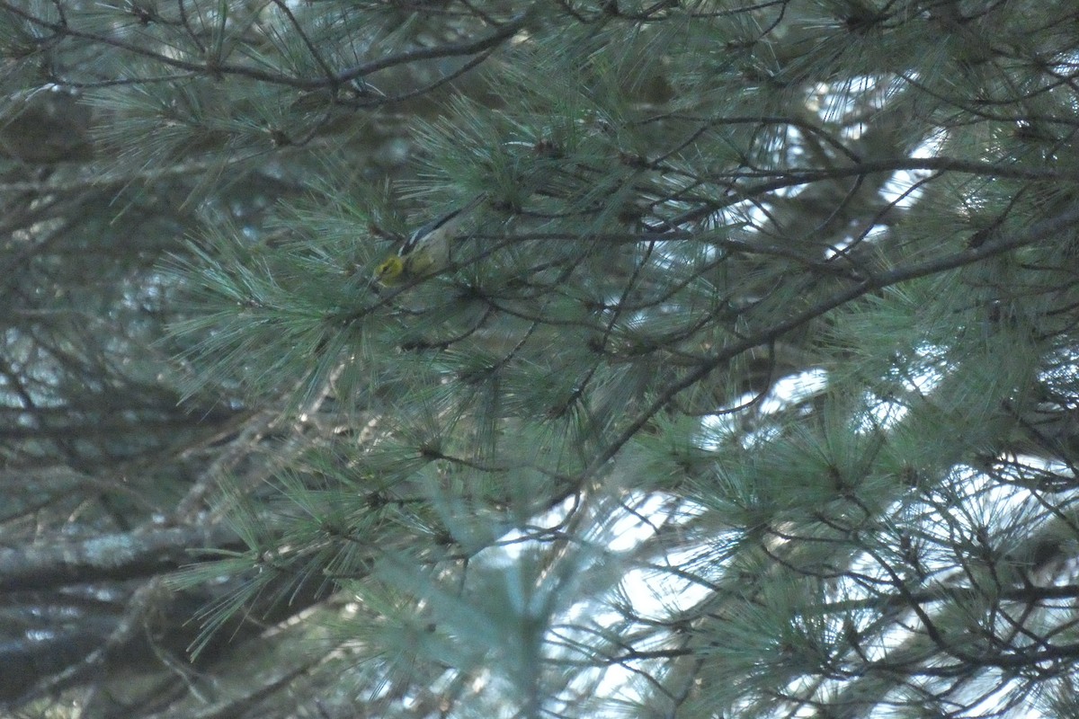 Black-throated Green Warbler - ML609338058