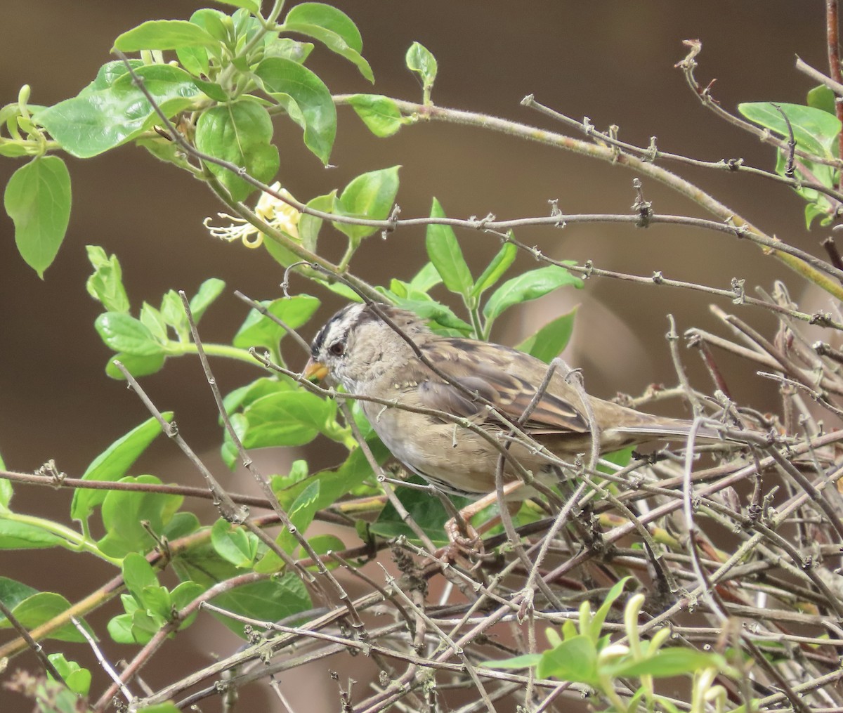 White-crowned Sparrow - ML609338116
