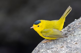 Wilson's Warbler