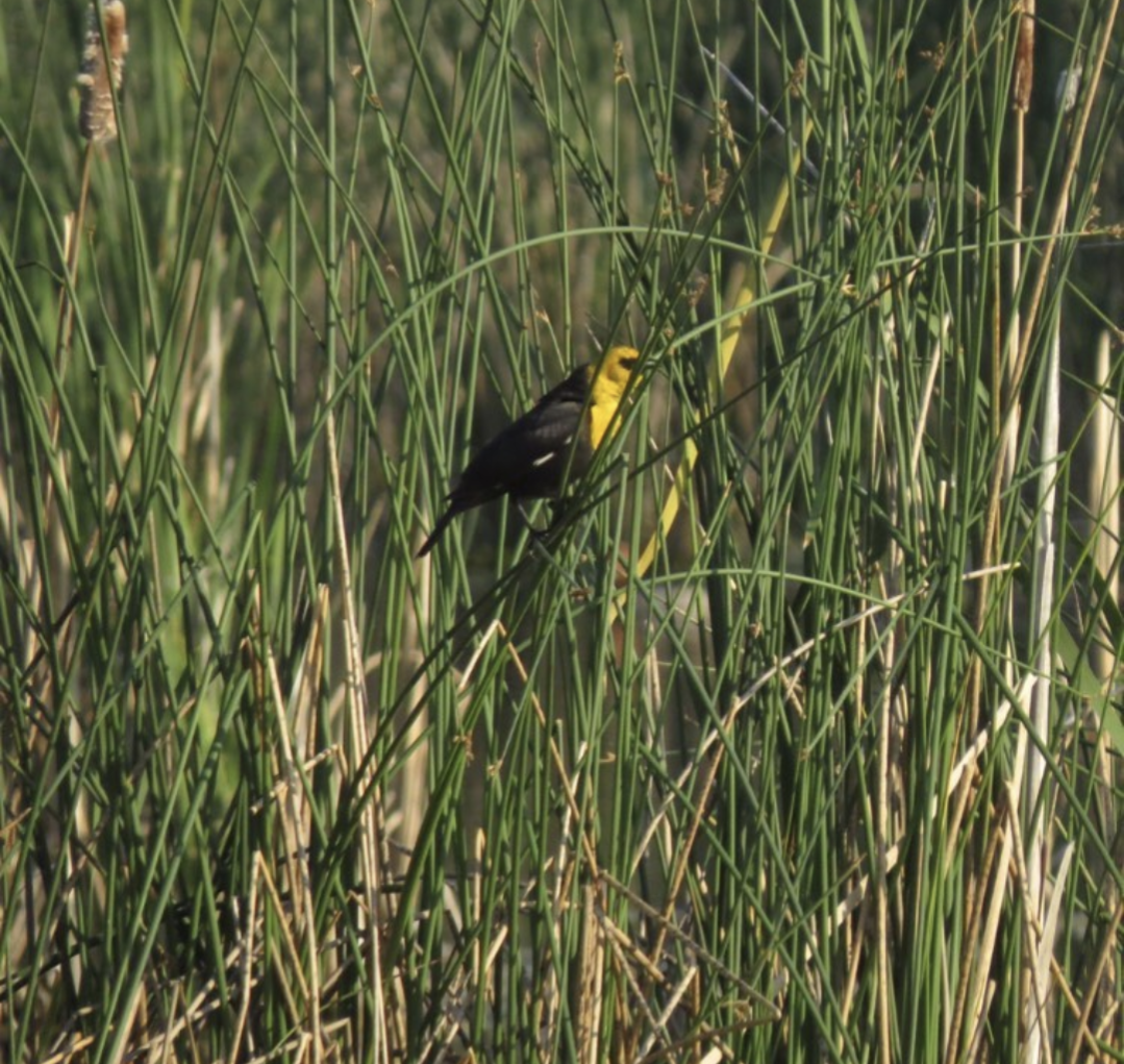 Yellow-headed Blackbird - ML609338284