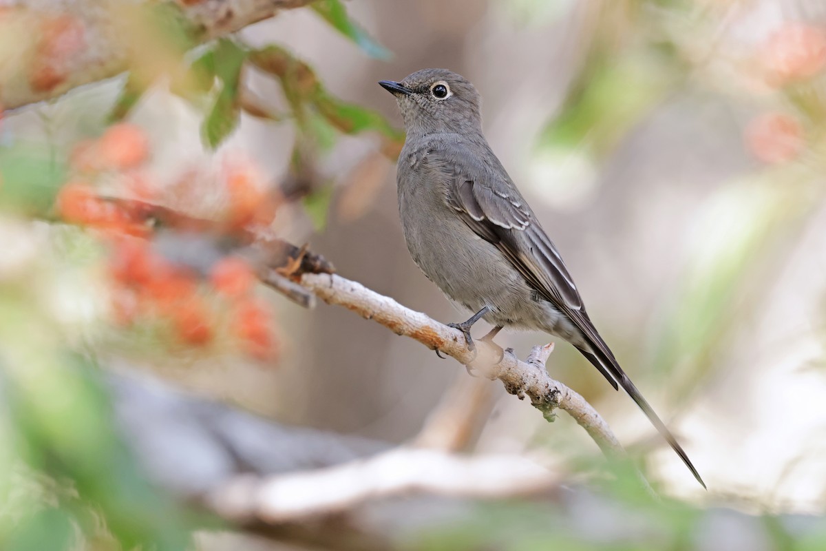 Townsend's Solitaire - ML609338293