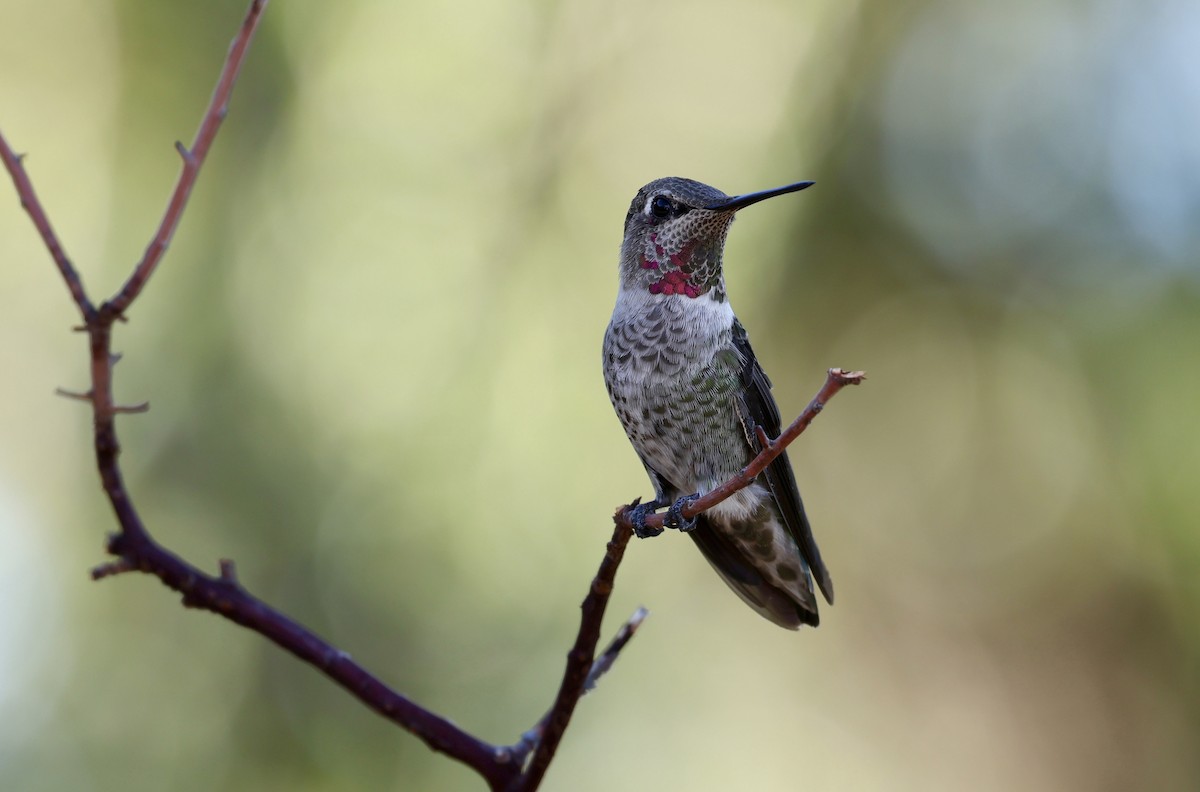 Anna's Hummingbird - ML609338601