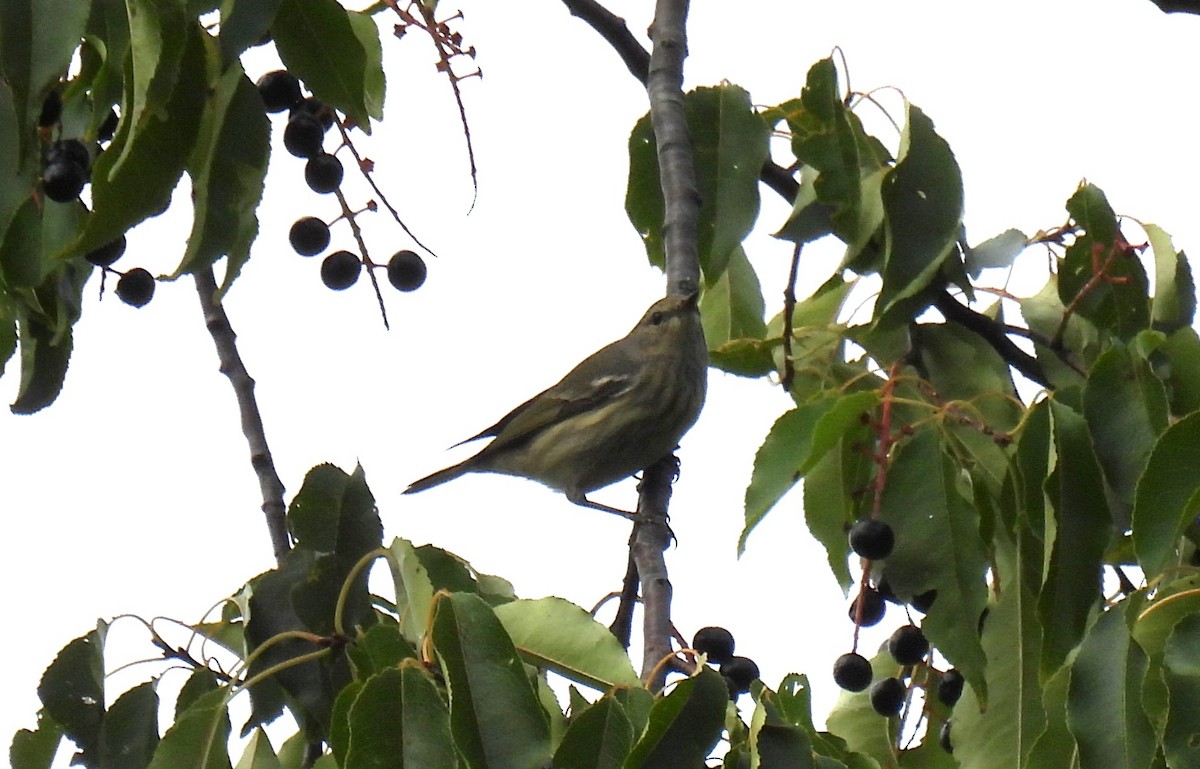 Cape May Warbler - ML609338748