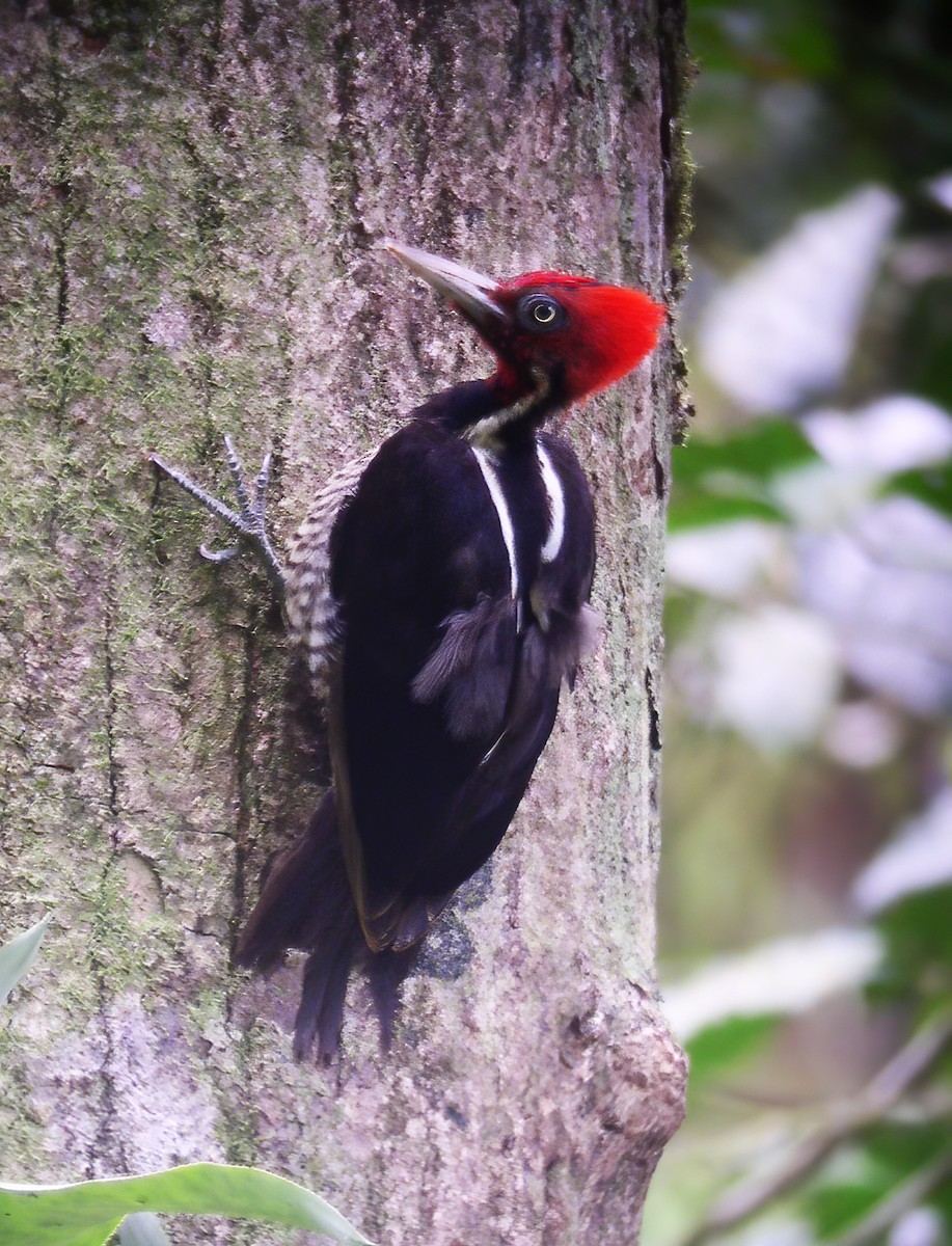 Pale-billed Woodpecker - ML609338850