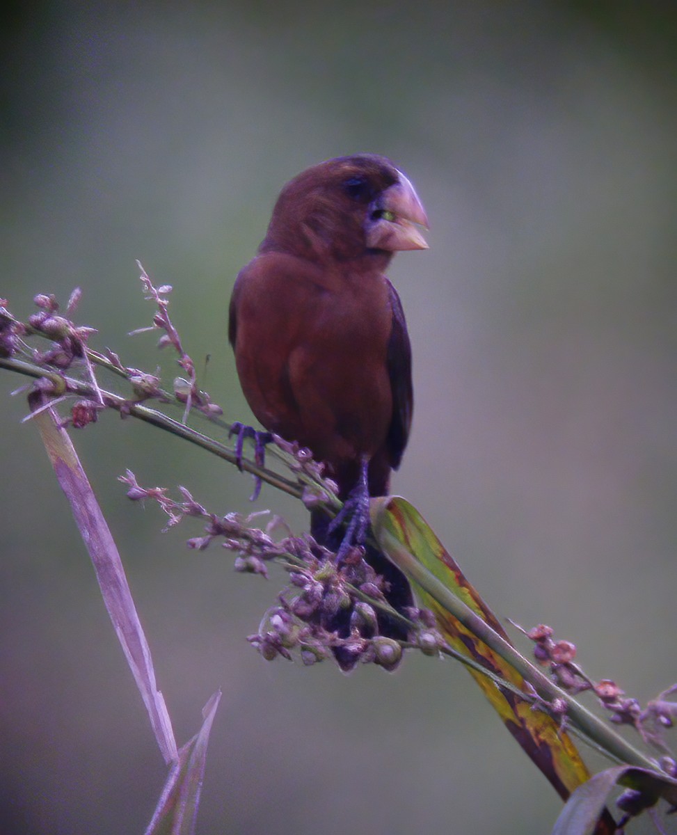 Nicaraguan Seed-Finch - ML609338909
