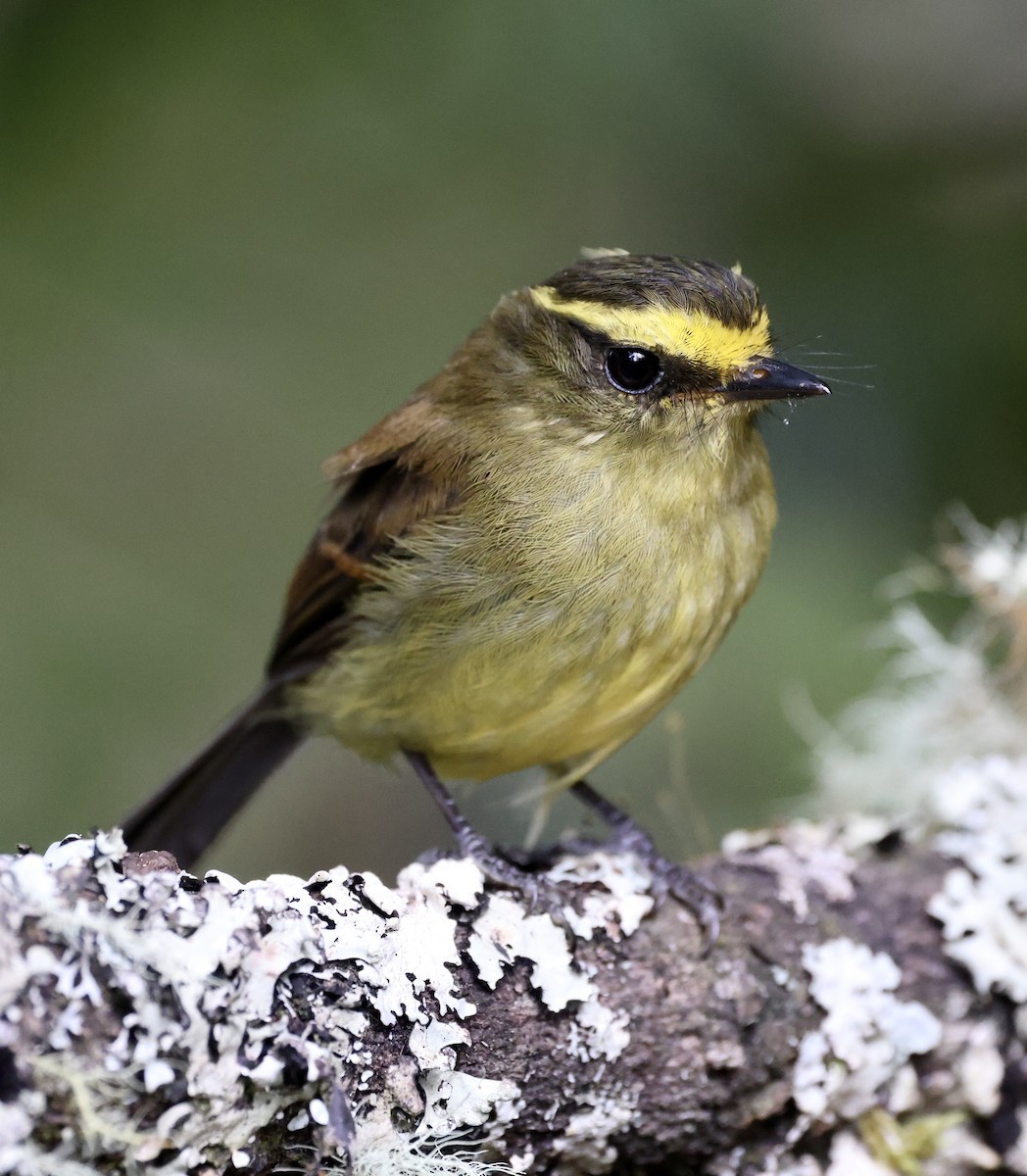 Yellow-bellied Chat-Tyrant - ML609338973