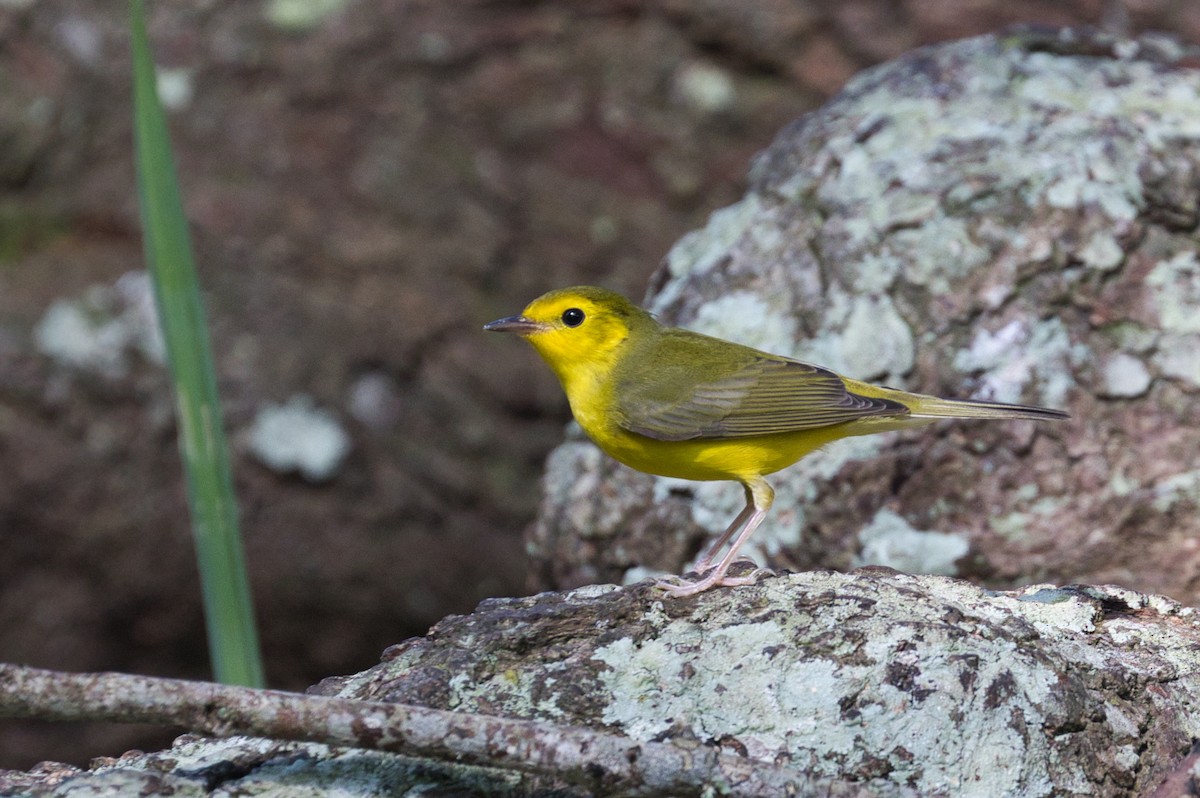 eBird Checklist - 17 Sep 2023 - Dauphin Island--Shell Mound Park - 29 ...