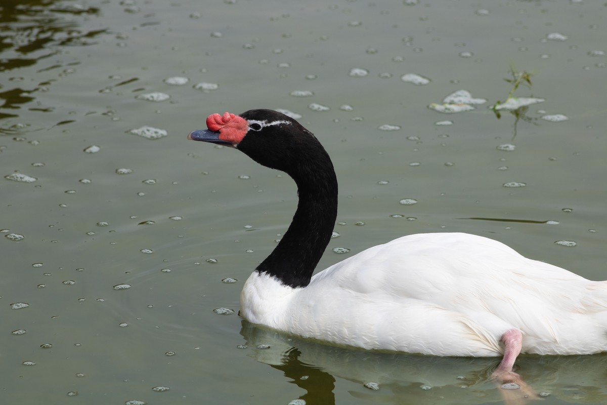 Black-necked Swan - ML609339227