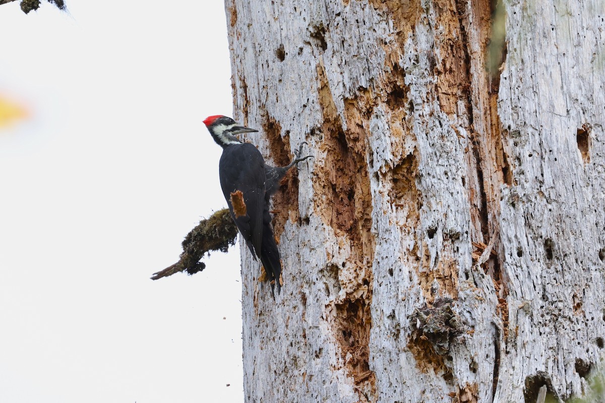 Pileated Woodpecker - ML609339253