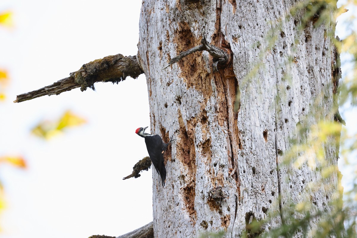 Pileated Woodpecker - Brian Gibbons