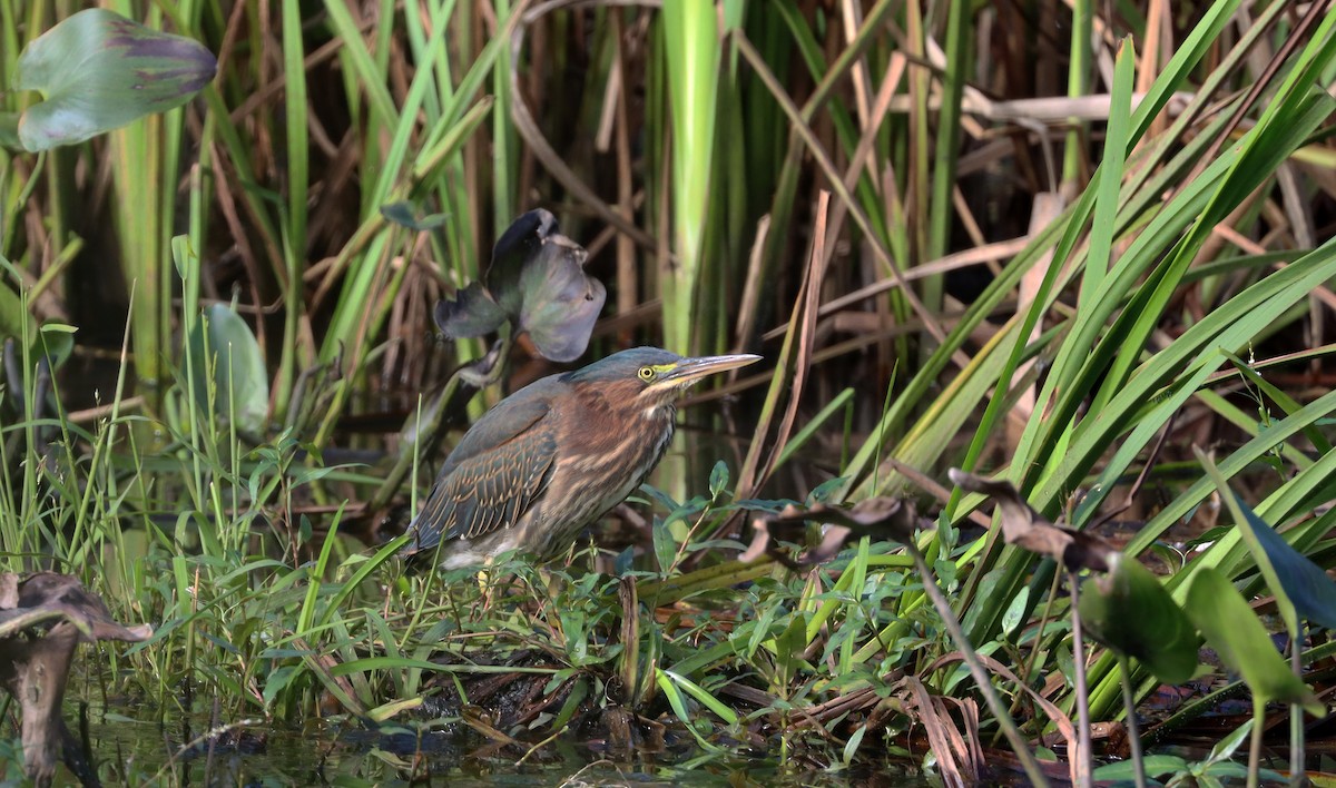New York Breeding Bird Atlas Checklist 27 Sep 2023 Swan River Preserve, East Patchogue 14