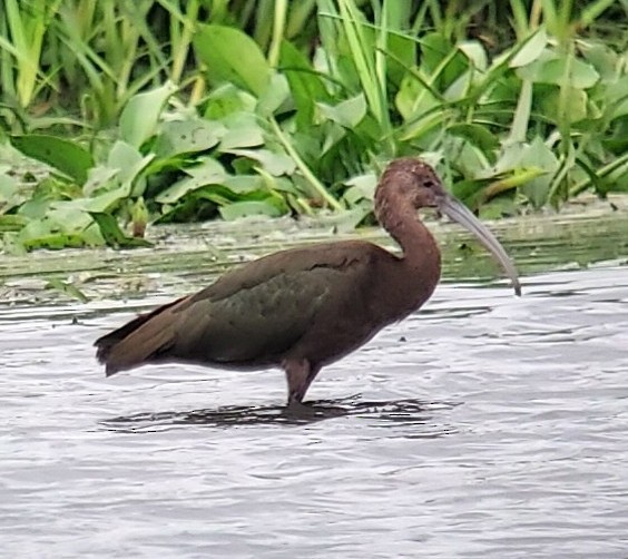 Glossy/White-faced Ibis - Kevin Smith