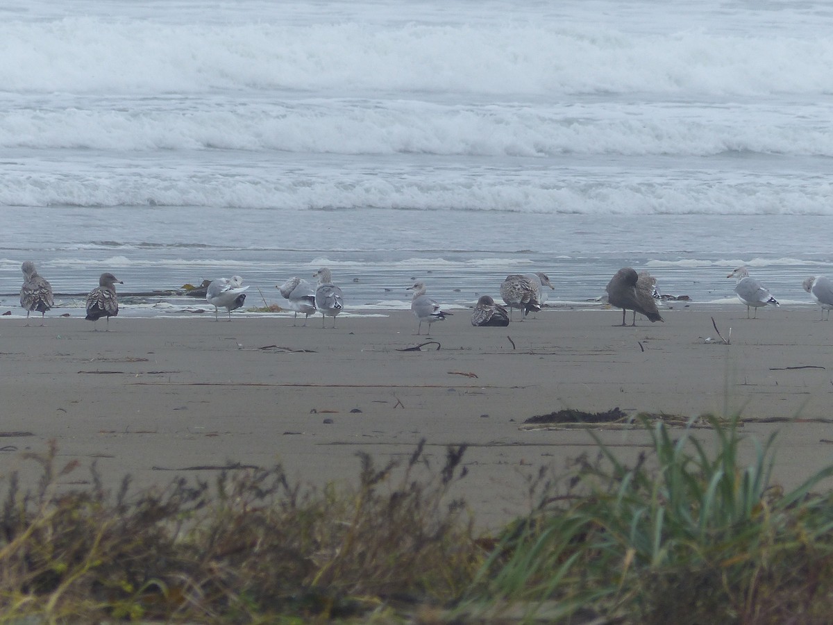 Short-billed Gull - ML609339583