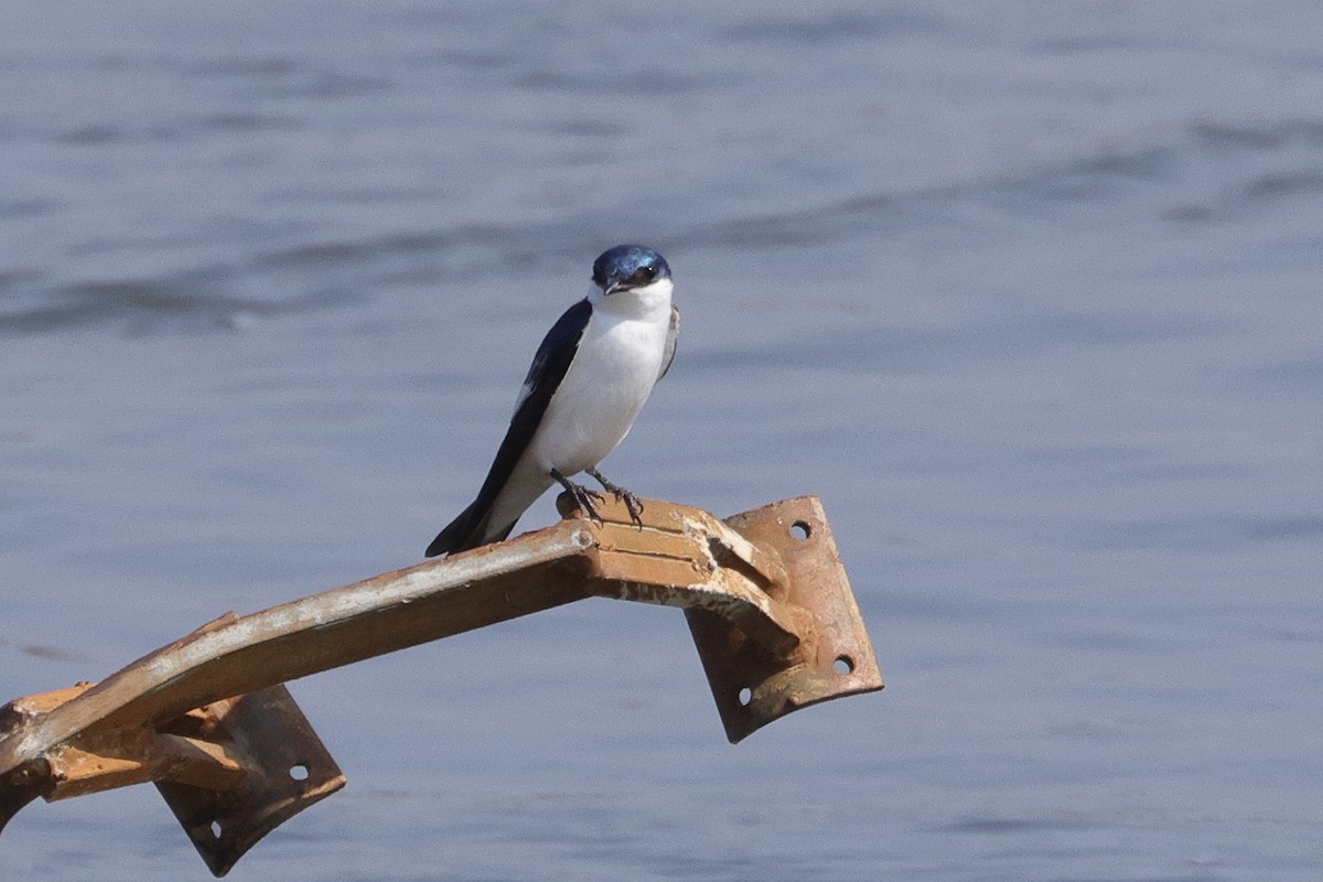 White-winged Swallow - ML609339637