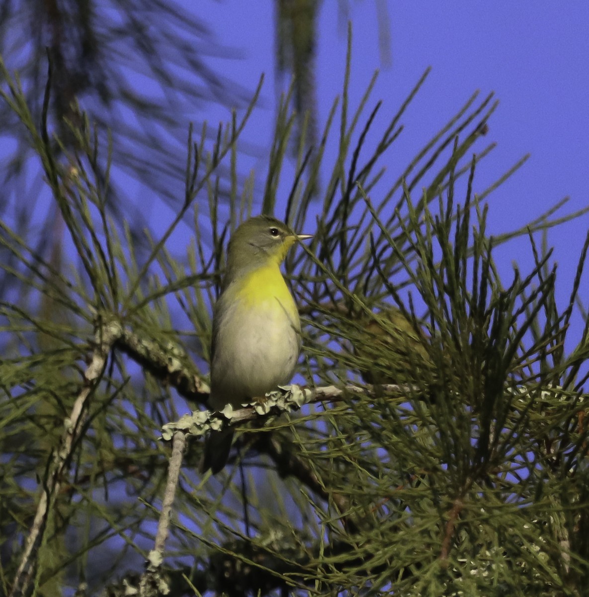 Parula Norteña - ML609339864