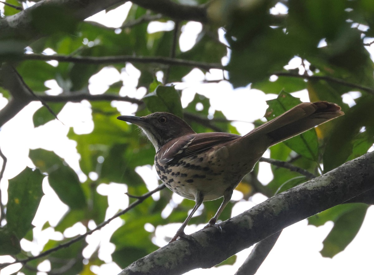 Brown Thrasher - ML609339928