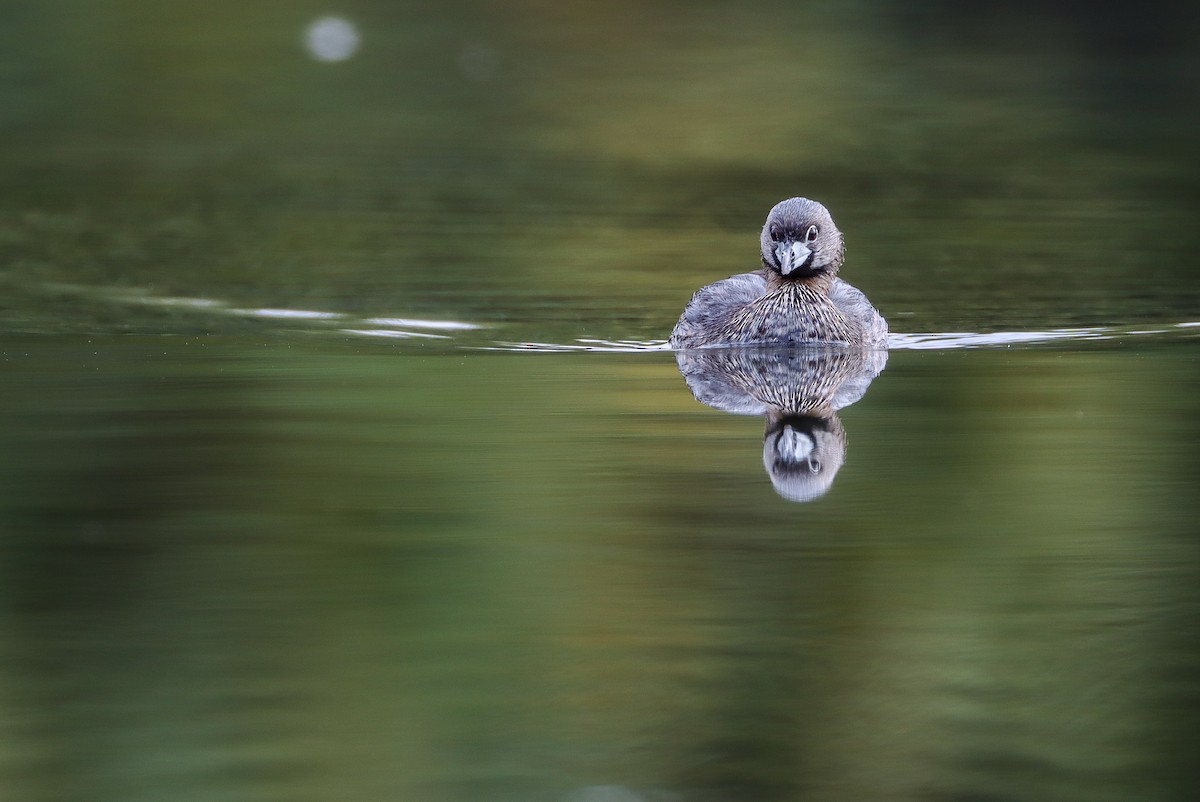 Pied-billed Grebe - Andrew Thomas 🦅🪶