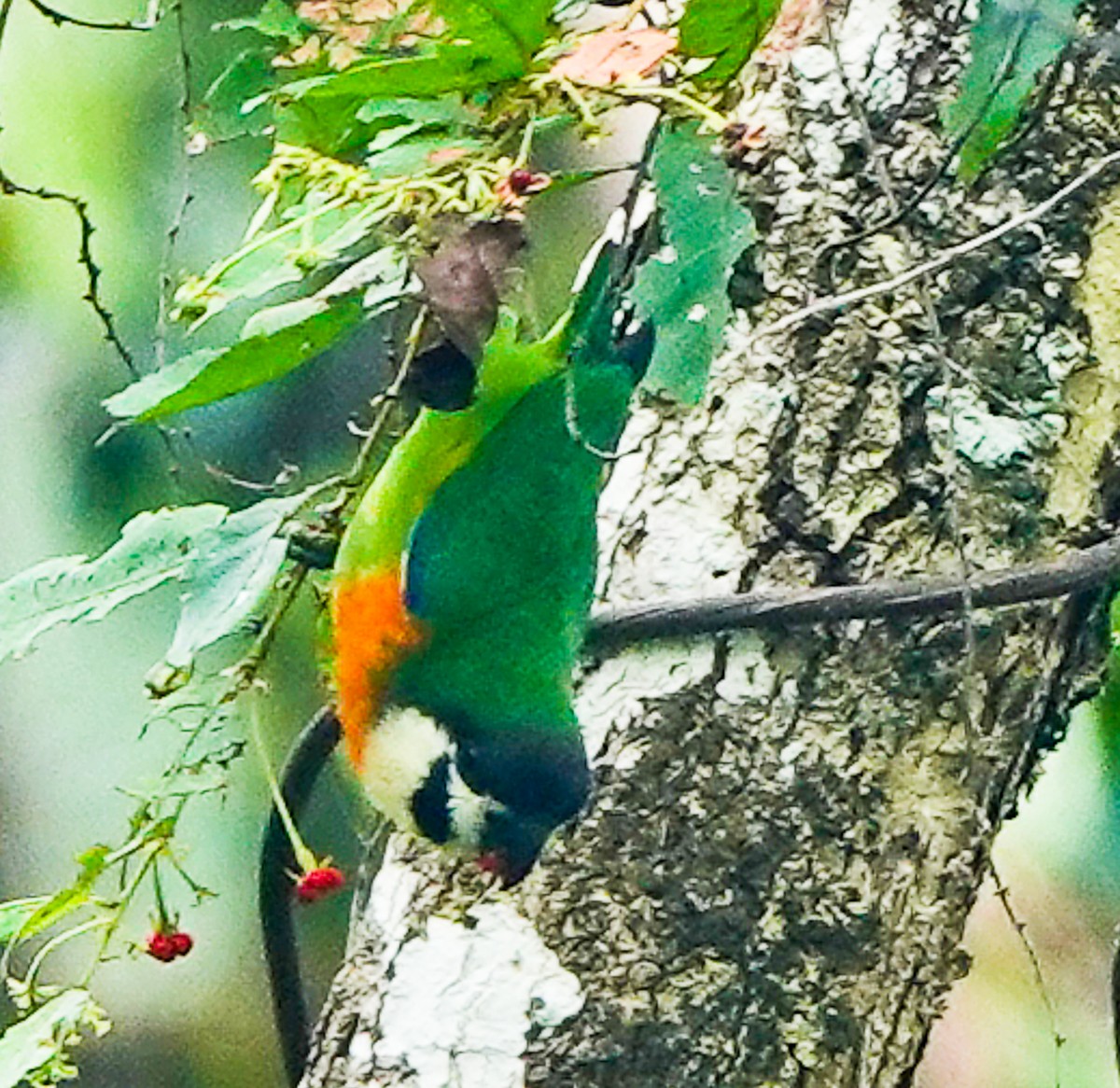 Orange-breasted Fig-Parrot (Dusky-cheeked) - ML609340048