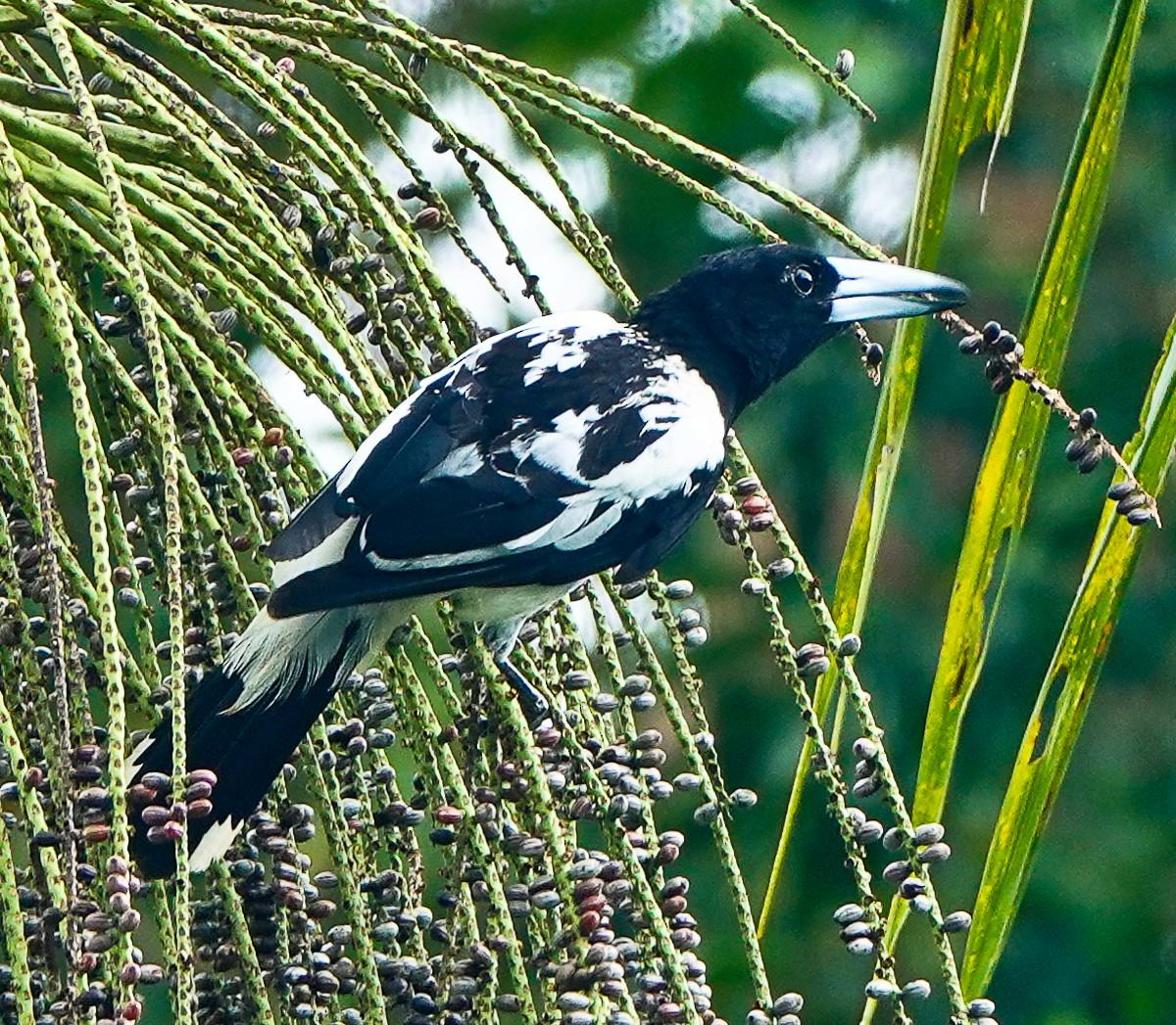 Папуанская флейтовая птица - ML609340111