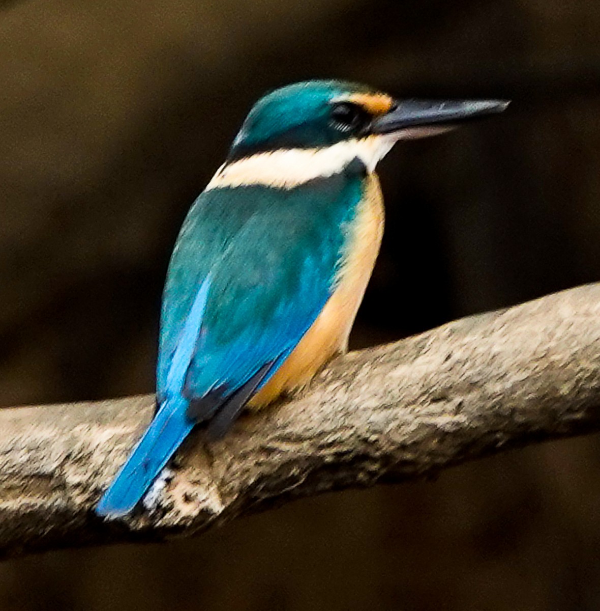 Sacred Kingfisher (Australasian) - ML609340141
