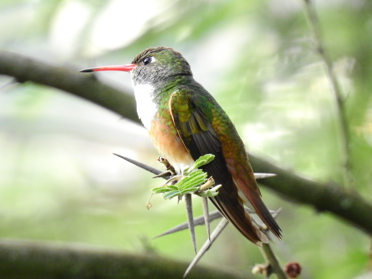 Amazilia Hummingbird - ML609340190