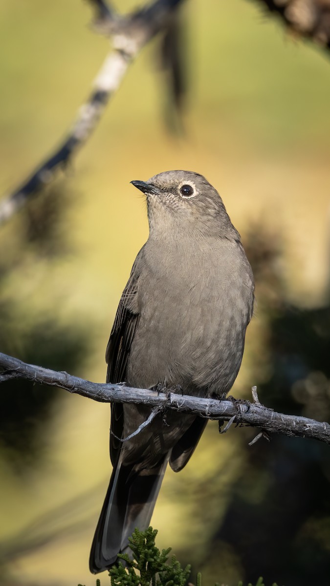 Townsend's Solitaire - ML609340251